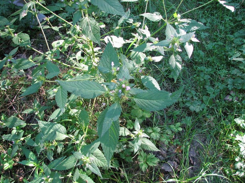 2009-08-22-Mycologie au Bois des Plainvaux